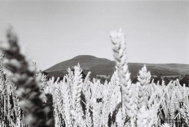 wheat & wales