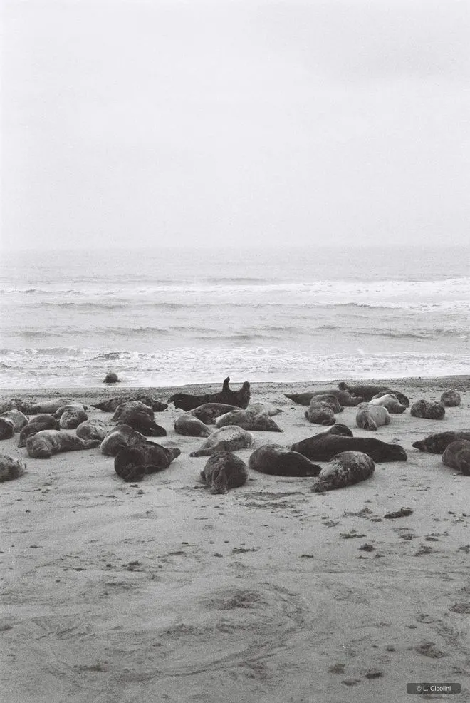 seals